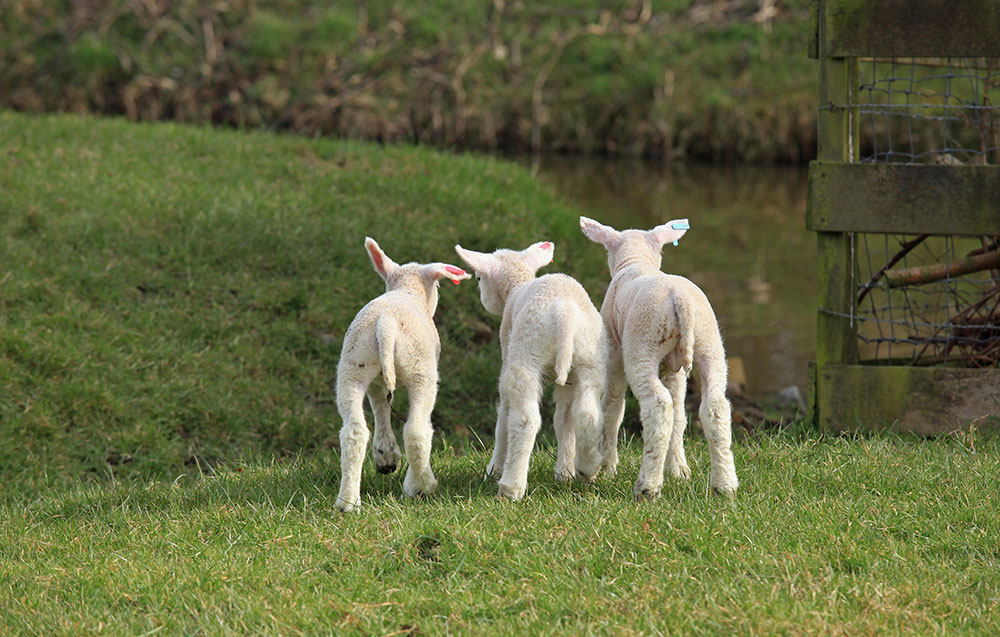 lam COLOURBOX1630070